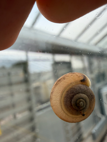 Bradybaena similaris observed 2026-10-28