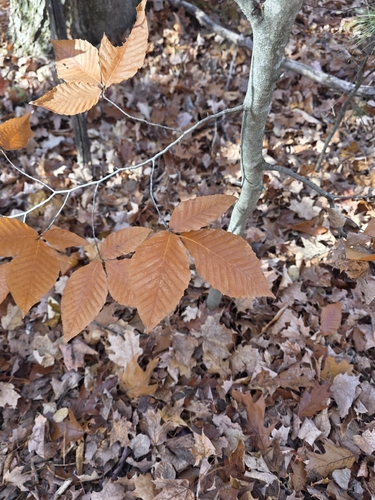 Fagus grandifolia observed 2026-10-27