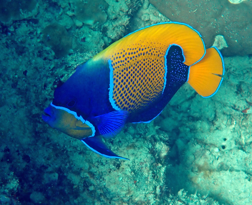 Pomacanthus navarchus observed 2026-10-27