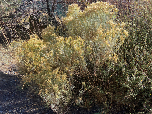 Ericameria nauseosa, 2026-10-27