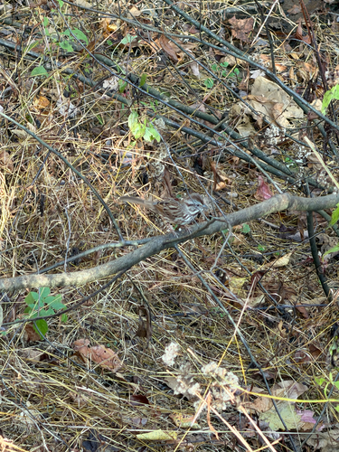 Melospiza melodia, 2026-10-27