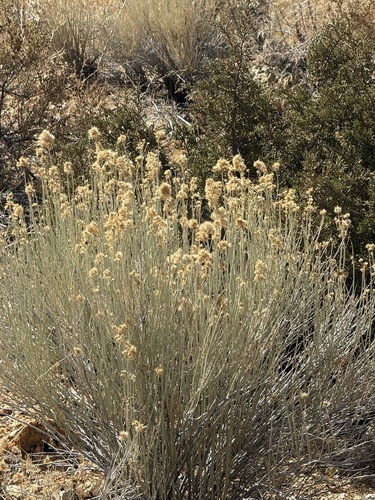 Ericameria nauseosa, 2026-10-27