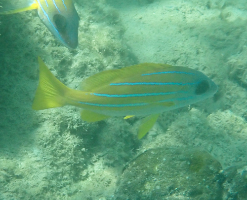 Lutjanus kasmira observed 2026-10-27