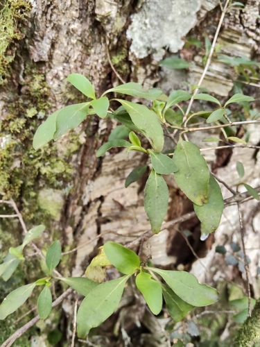 Coprosma observed 2026-10-27