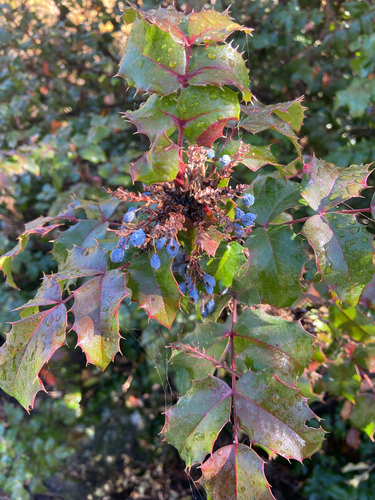 Berberis, 2026-10-27