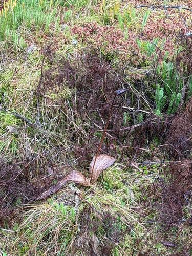 Cypripedium acaule observed 2026-10-27