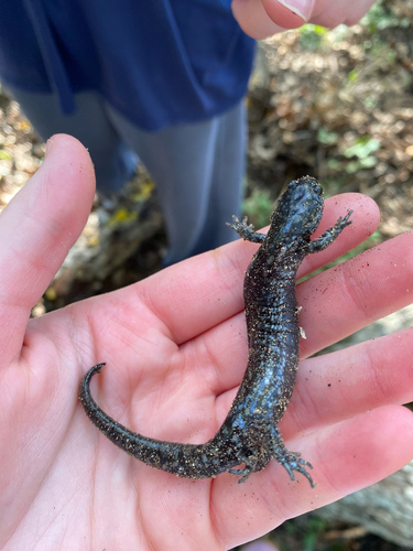 Ambystoma texanum, 2026-10-27