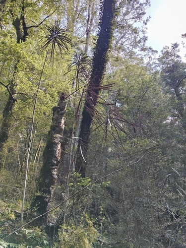 Pseudopanax crassifolius observed 2026-10-27