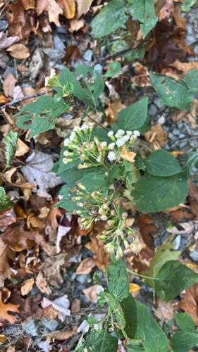 Ageratina altissima, 2026-10-27