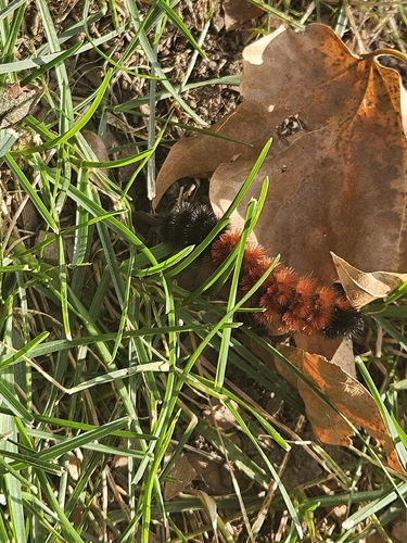 Lambis observed 2026-10-27