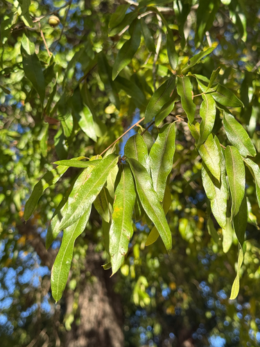 Quercus phellos observed 2026-10-27