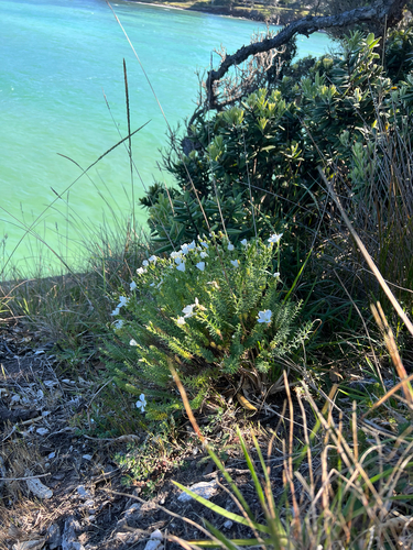 Linum monogynum observed 2026-10-28