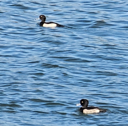 Aythya fuligula, 2026-10-27