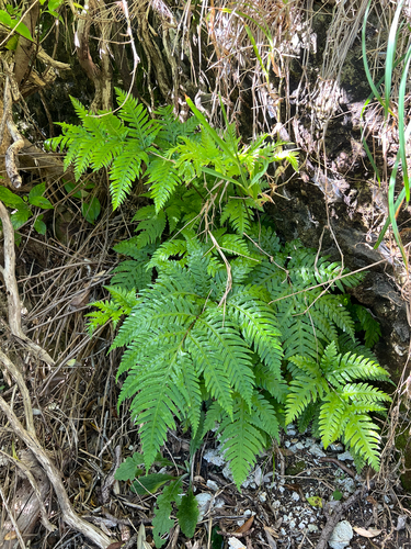 Pteris observed 2026-10-28