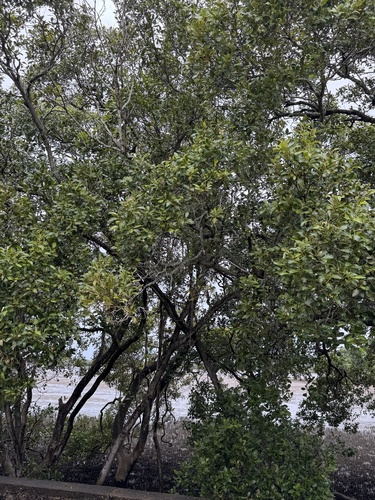 Avicennia marina observed 2026-10-27