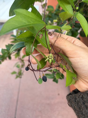 Passiflora observed 2026-10-27