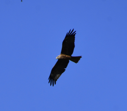Milvus migrans, 2026-10-27