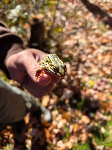 Lithobates pipiens observed 2026-10-27