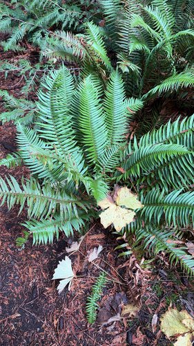 Polystichum munitum observed 2026-10-27