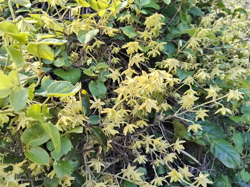 Clematis foetida observed 2026-10-27