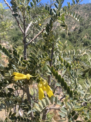 Sophora observed 2026-10-27