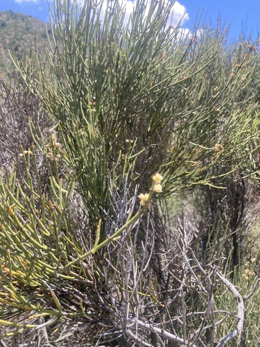 Ephedra observed 2026-10-27