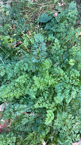 Daucus, 2026-10-27