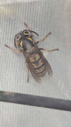 Vespula pensylvanica observed 2026-10-27