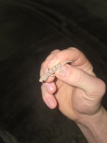 Hemidactylus platyurus observed 2026-10-26