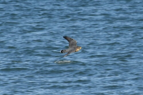 Falco columbarius observed 2026-10-27