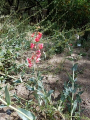 Penstemon superbus