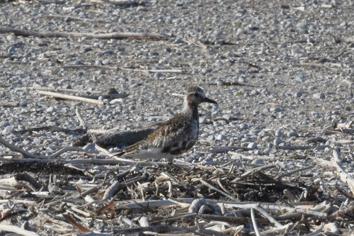 Pluvialis, 2026-10-27