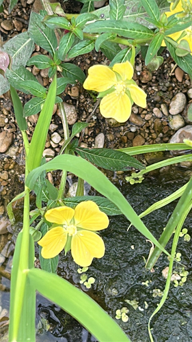 Ludwigia octovalvis observed 2026-10-27