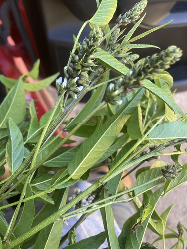 Otholobium glandulosum, 2026-10-27