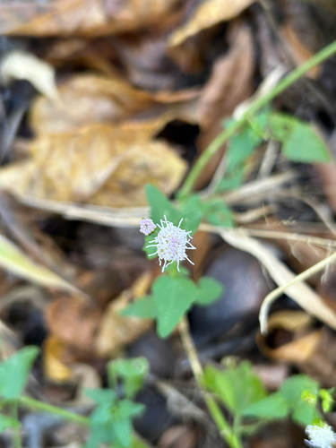 Fleischmannia incarnata observed 2026-10-27