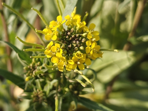 Erysimum observed 2026-10-27