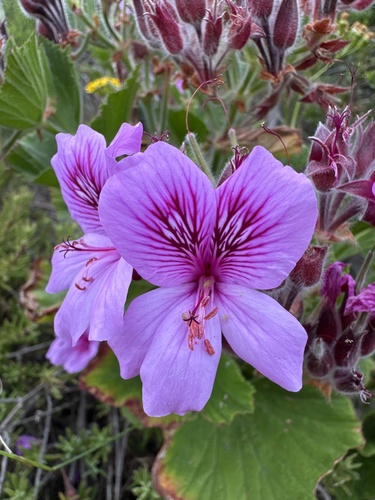 Pelargonium observed 2026-10-27