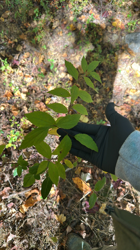 Spiraea japonica observed 2026-10-22