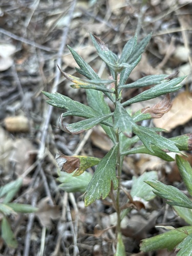 Artemisia douglasiana, 2026-10-26
