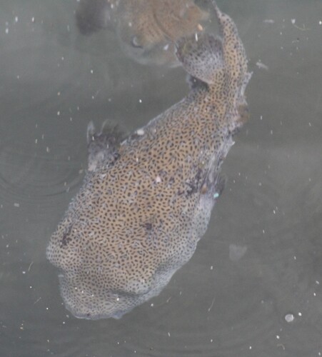 Diodon hystrix observed 2026-10-27