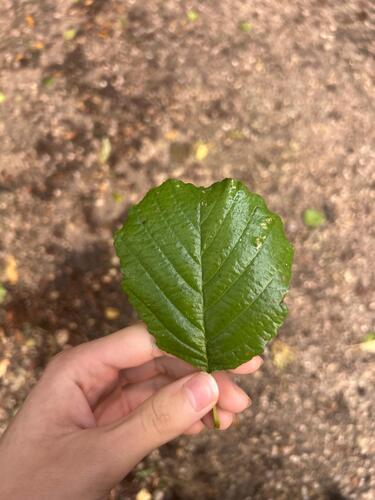 Alnus, 2026-10-27