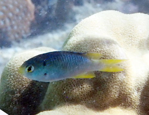 Neopomacentrus nemurus observed 2026-10-27