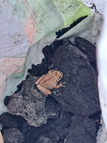 Pseudacris regilla observed 2026-10-27