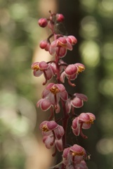 Pyrola aphylla