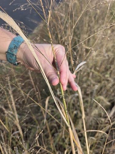 Panicum virgatum observed 2026-10-27
