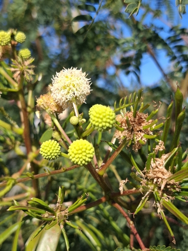 Leucaena leucocephala observed 2026-10-26