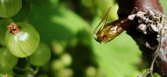 Synanthedon tipuliformis