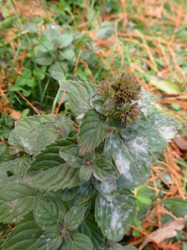 Mentha aquatica observed 2026-10-23