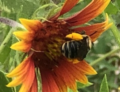 Melissodes comptoides