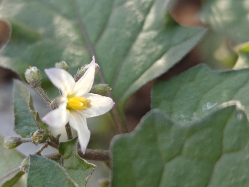 Solanum nigrum observed 2026-10-27